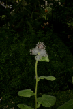 Saussurea costus RCP8-2014 111.JPG